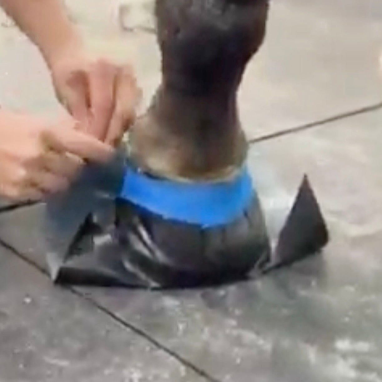 HoofSeal Pro™ – Waterproof Flexible Hoof Seal Bandage for Horses