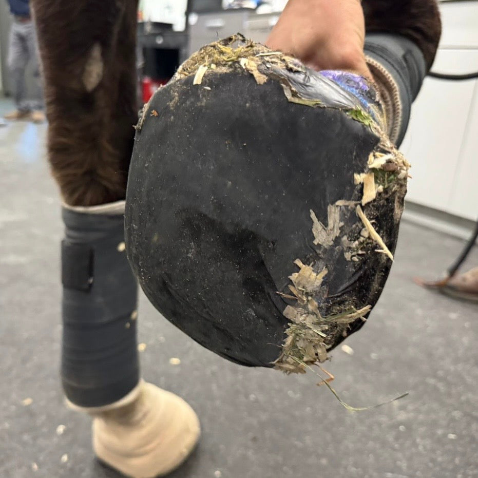 HoofSeal Pro™ – Waterproof Flexible Hoof Seal Bandage for Horses